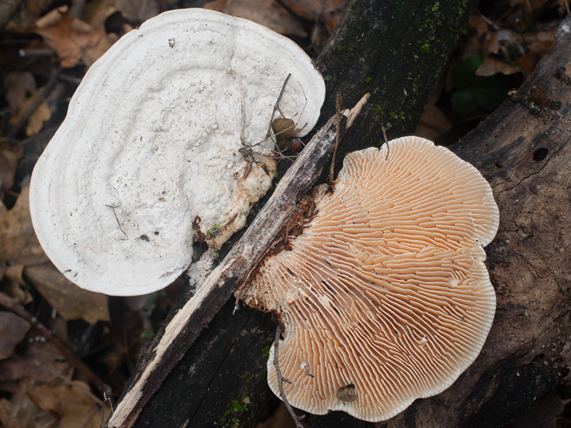 Cellulariella warnieri